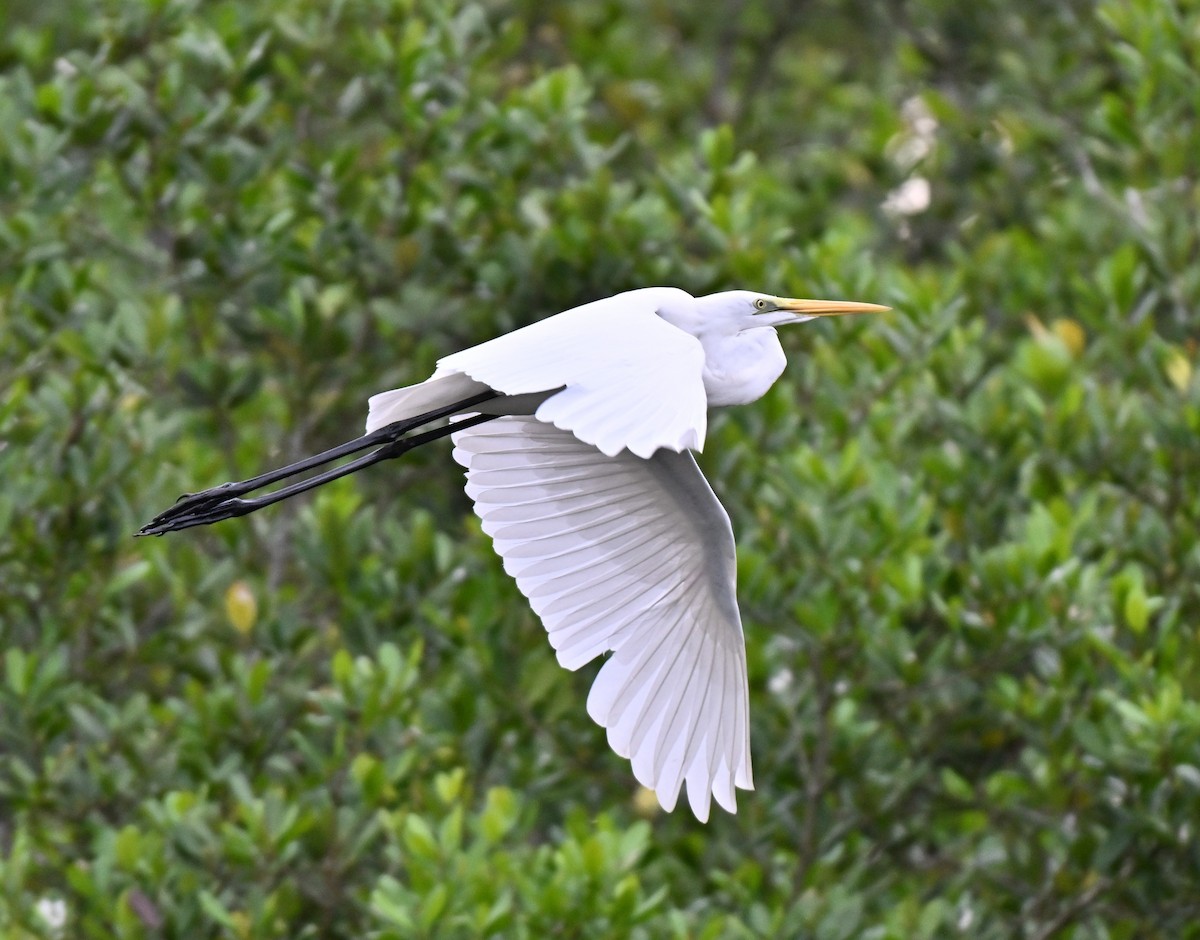 egretthegre - ML644584203