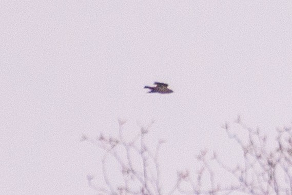 Ampelis Europeo - ML644584206