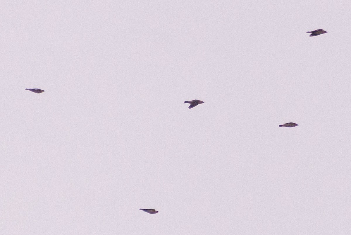 Ampelis Europeo - ML644584207