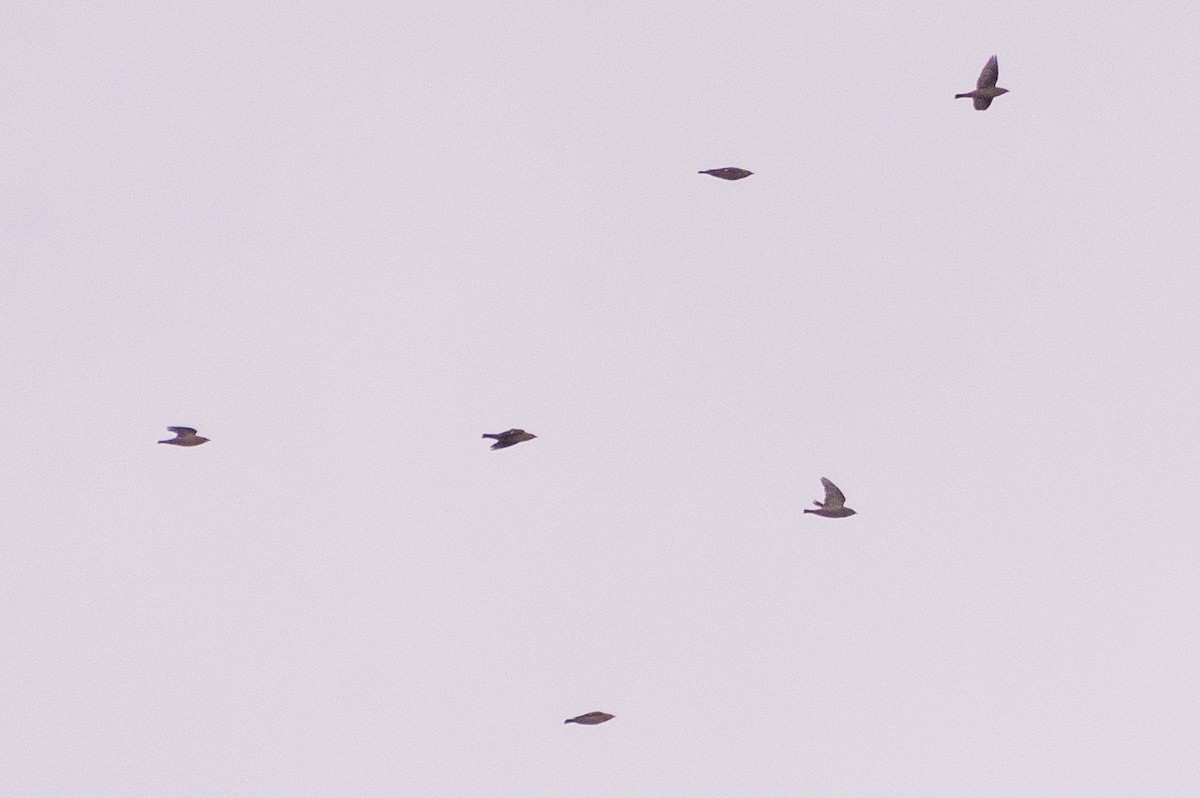 Ampelis Europeo - ML644584208