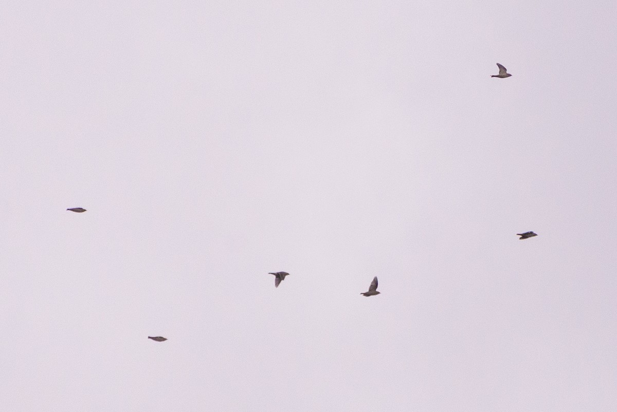 Ampelis Europeo - ML644584209