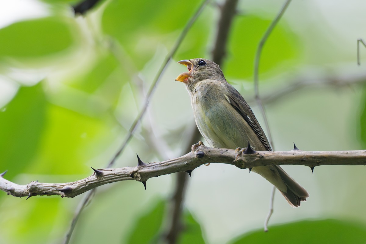Slate-colored Seedeater - ML644584213