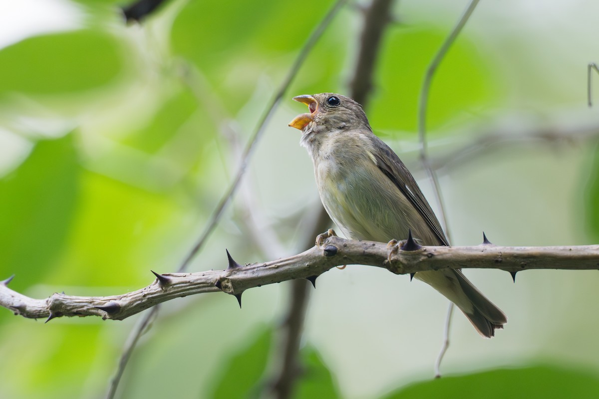 Slate-colored Seedeater - ML644584214
