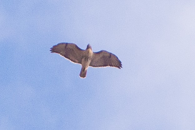 Busardo Colirrojo - ML644584215