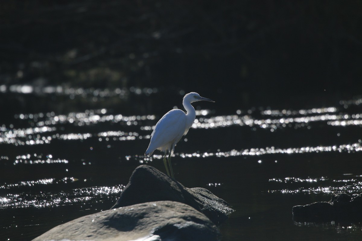 Little Blue Heron - ML644584216