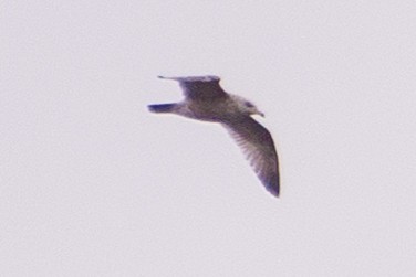 gull sp. - ML644584221