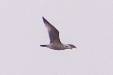 gull sp. - ML644584222