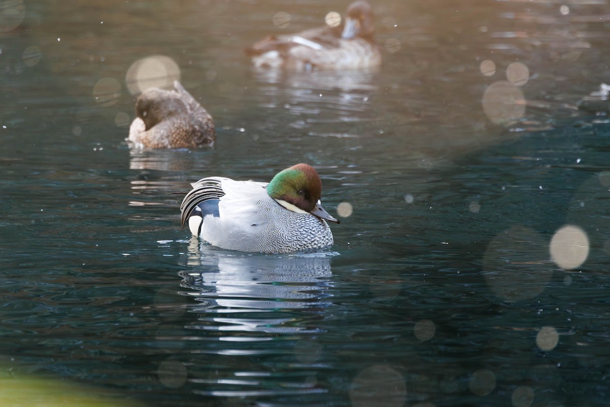 ヨシガモ - ML644584226