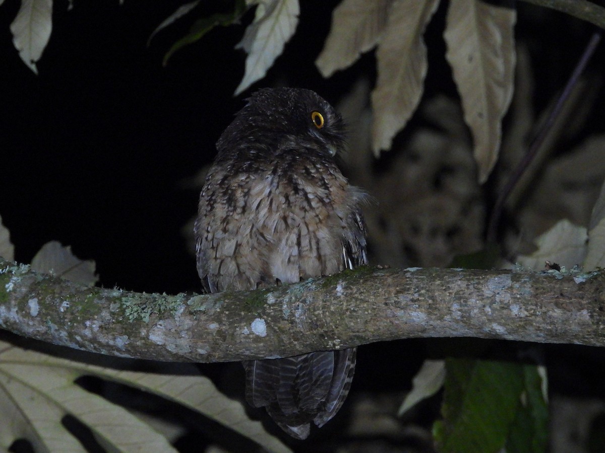 White-throated Screech-Owl - ML644584237