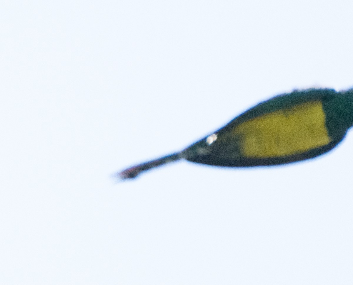 kukačka žlutobřichá - ML644584246