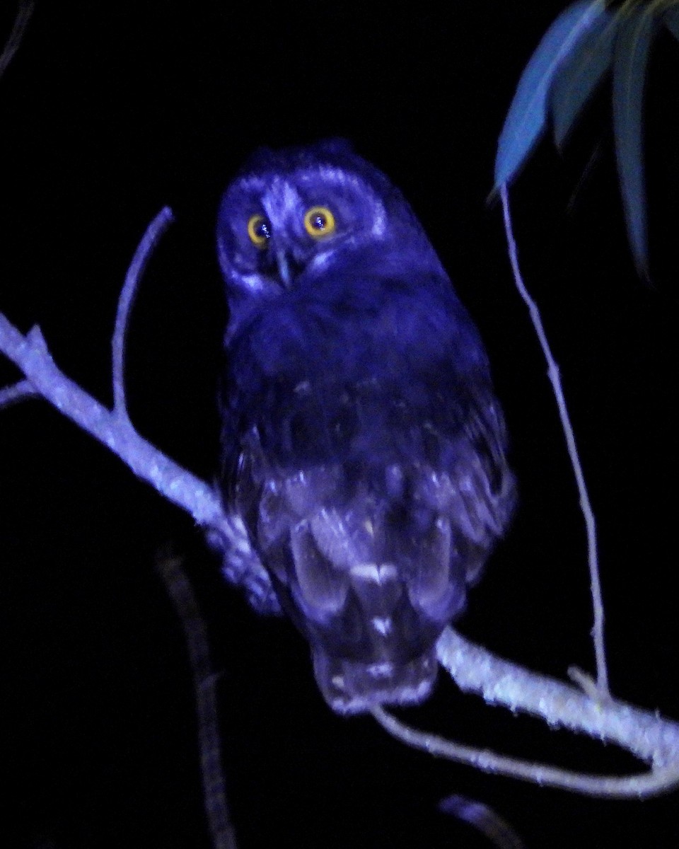 Stygian Owl - ML644584247