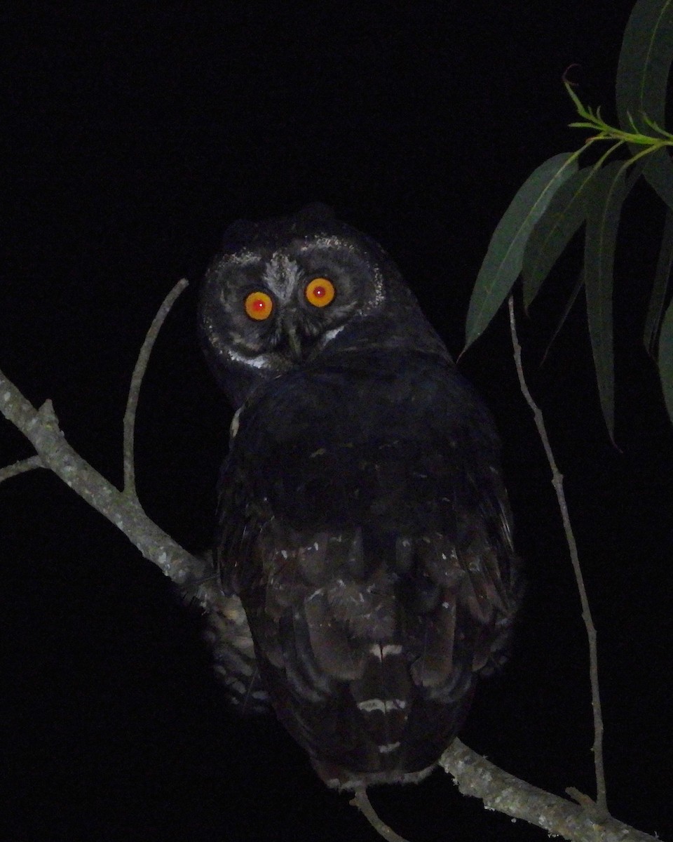 Stygian Owl - ML644584248