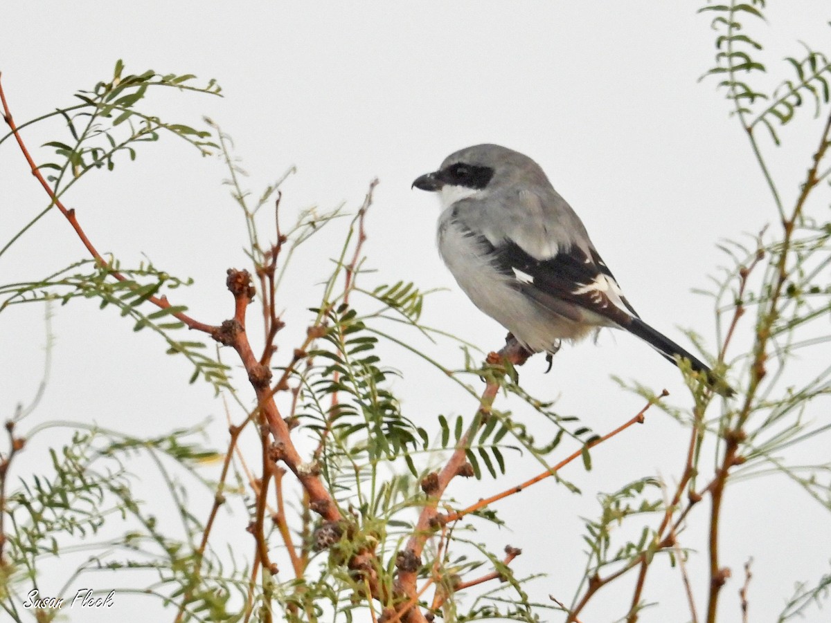 アメリカオオモズ - ML644584249