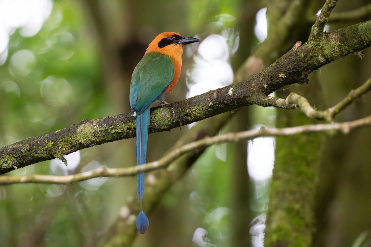 Motmot roux - ML644584251