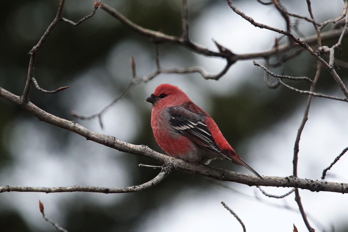 konglebit - ML644584253