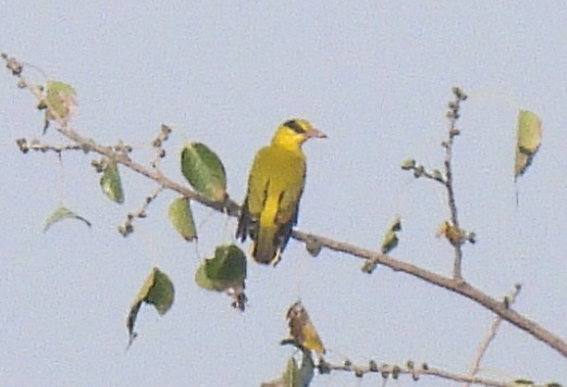 Black-naped Oriole - ML644584268