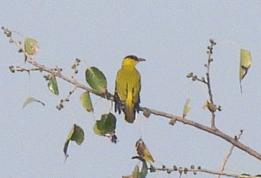 Black-naped Oriole - ML644584269