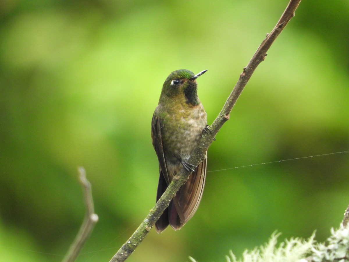 Tyrian Metaltail - ML644584283