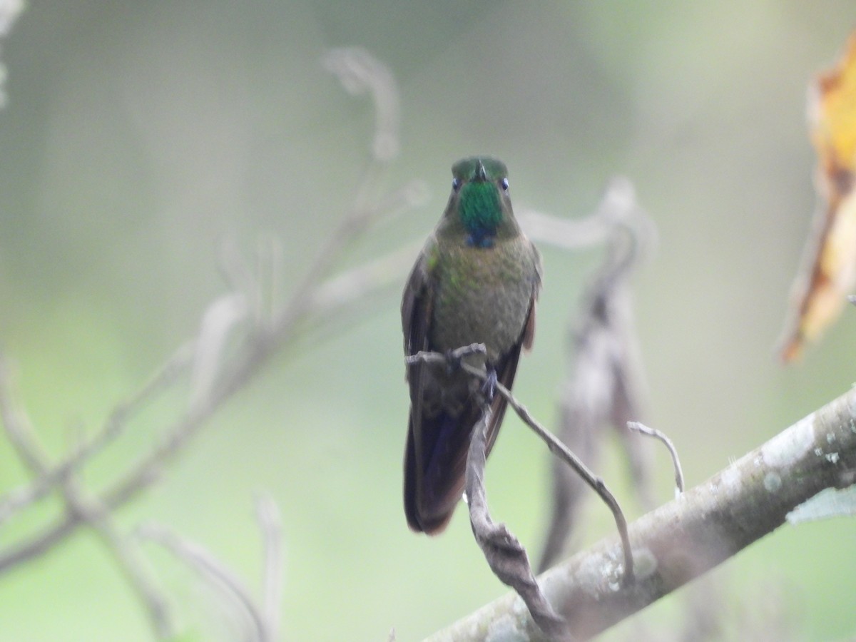 Tyrian Metaltail - ML644584285