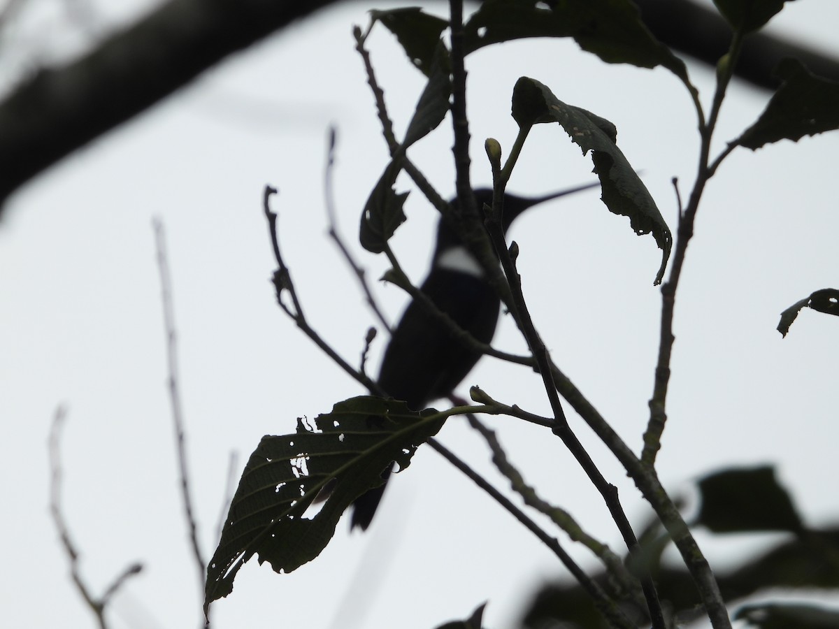 Black Inca - ML644584298