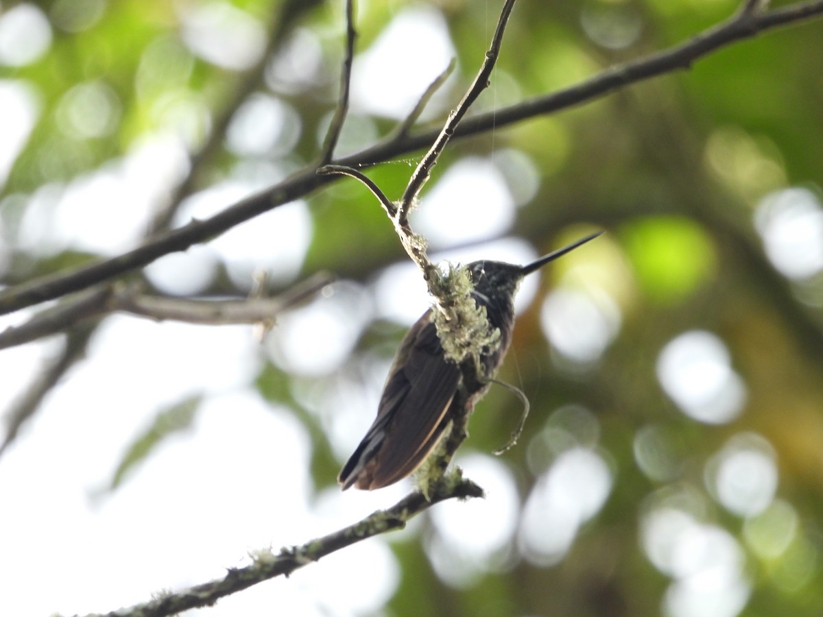 Black Inca - ML644584299