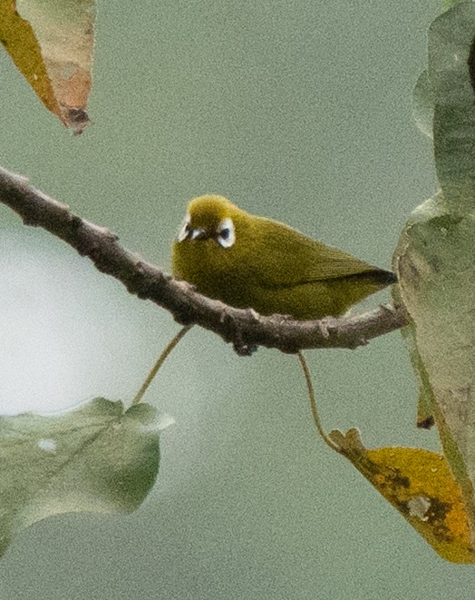 Zostérops du Kilimandjaro - ML644584300