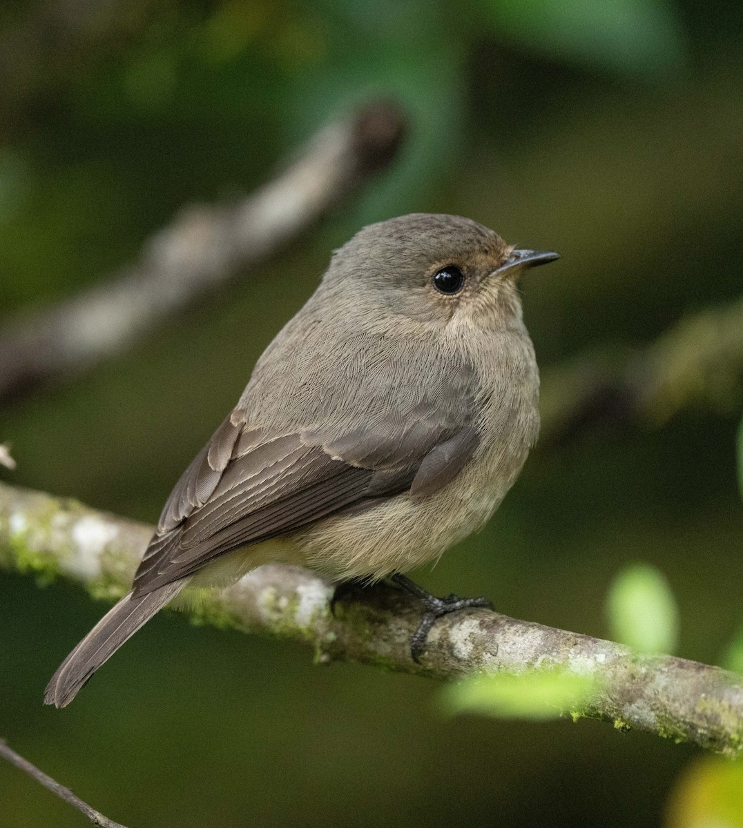 African Dusky Flycatcher - ML644584304