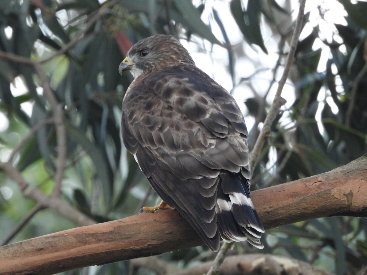 Busardo Aliancho - ML644584313