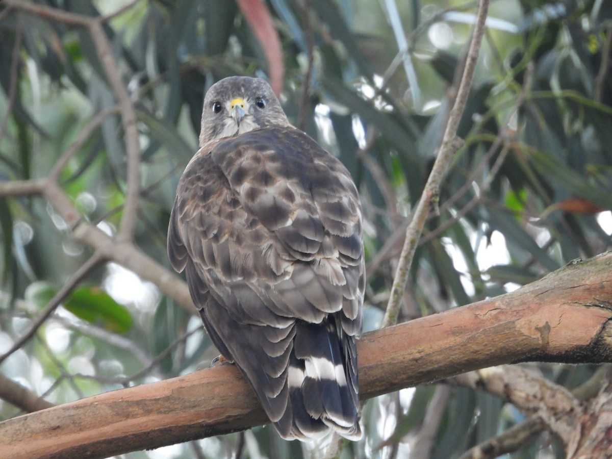 Busardo Aliancho - ML644584314