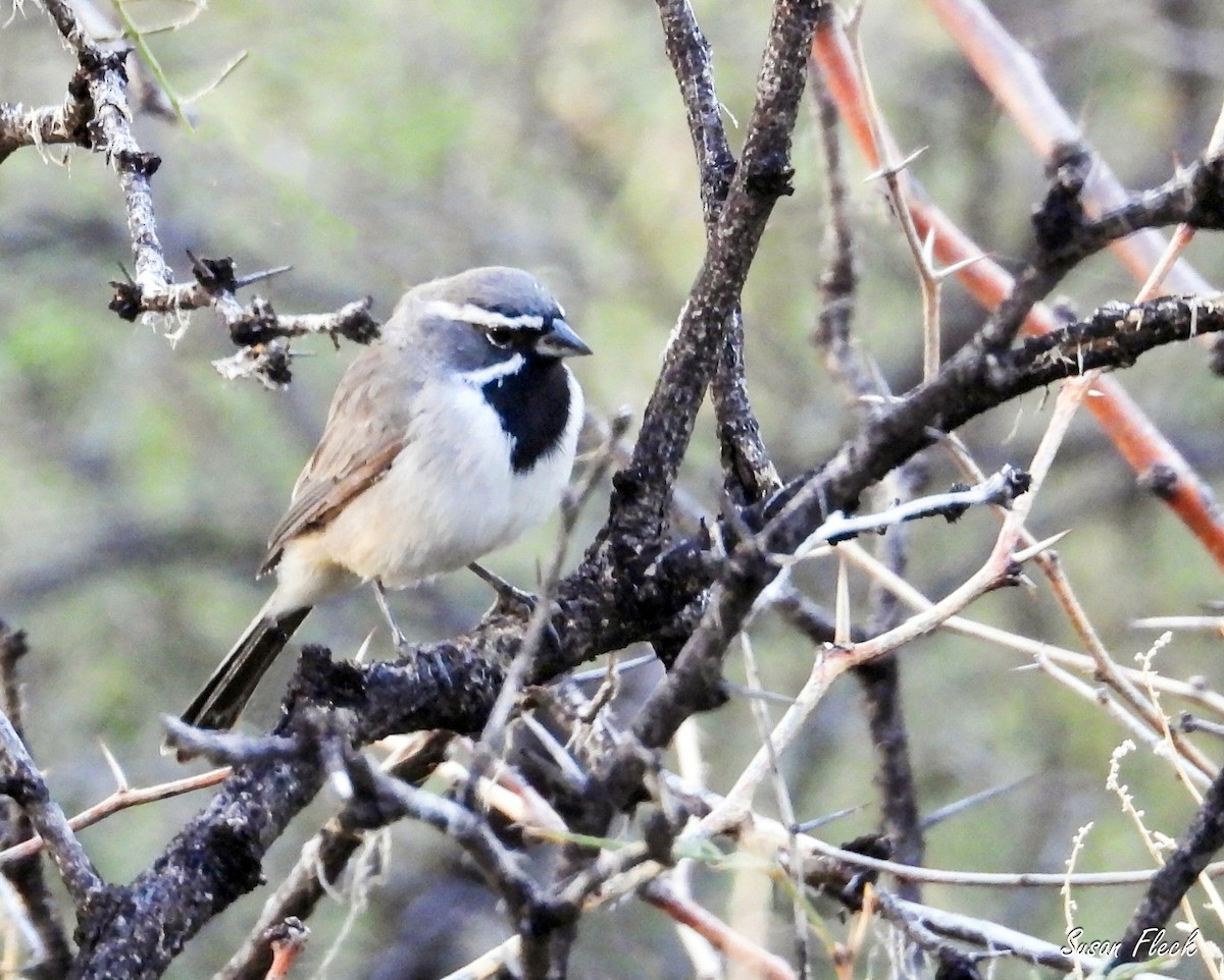 ノドグロヒメドリ - ML644584315