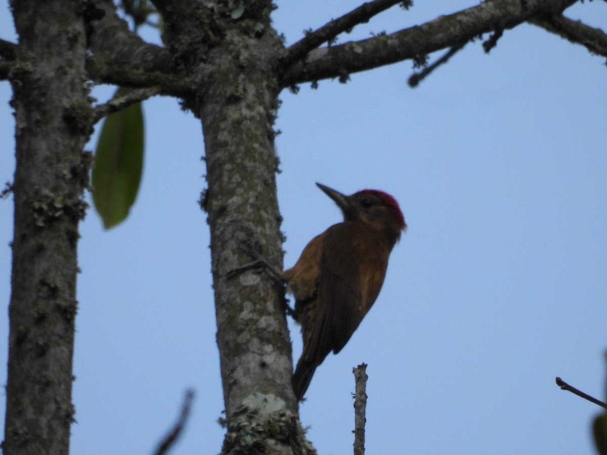 Дымчатый дятел - ML644584316