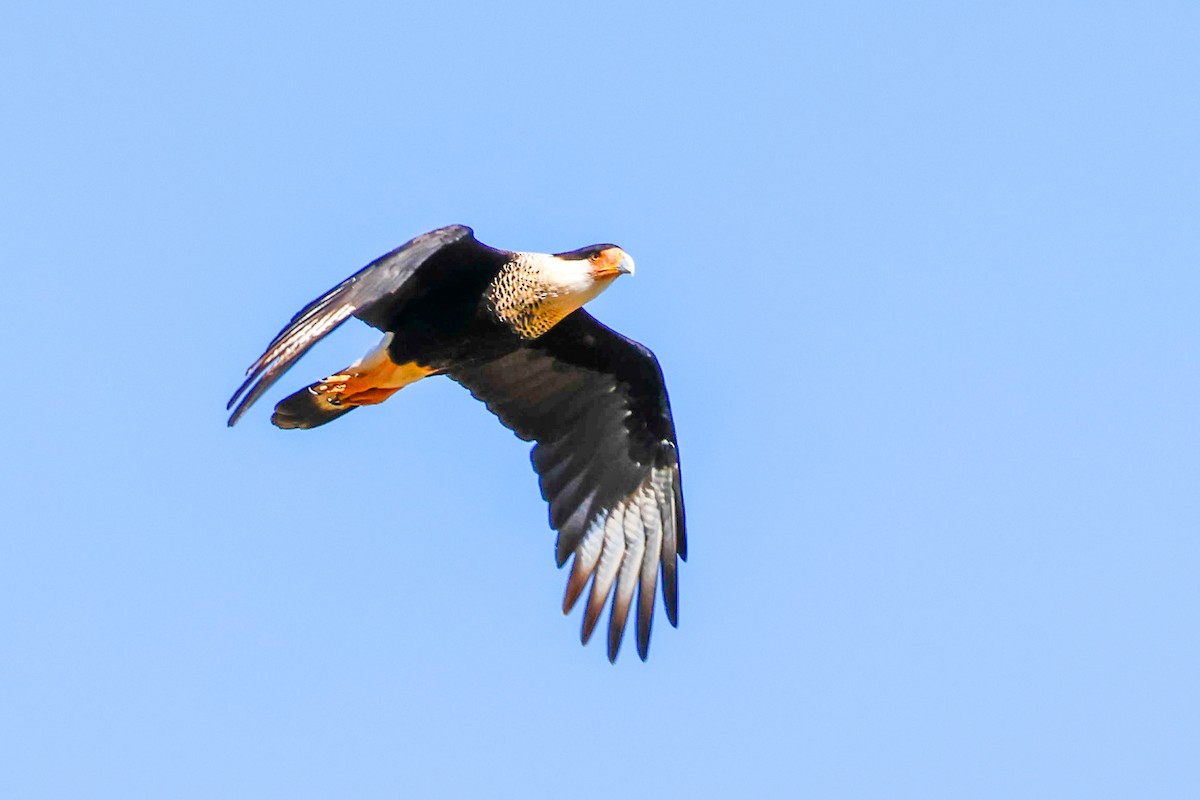 Crested Caracara (Northern) - ML644584321