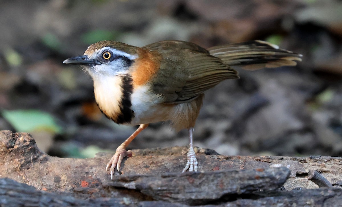 Lesser Necklaced Laughingthrush - ML644584322