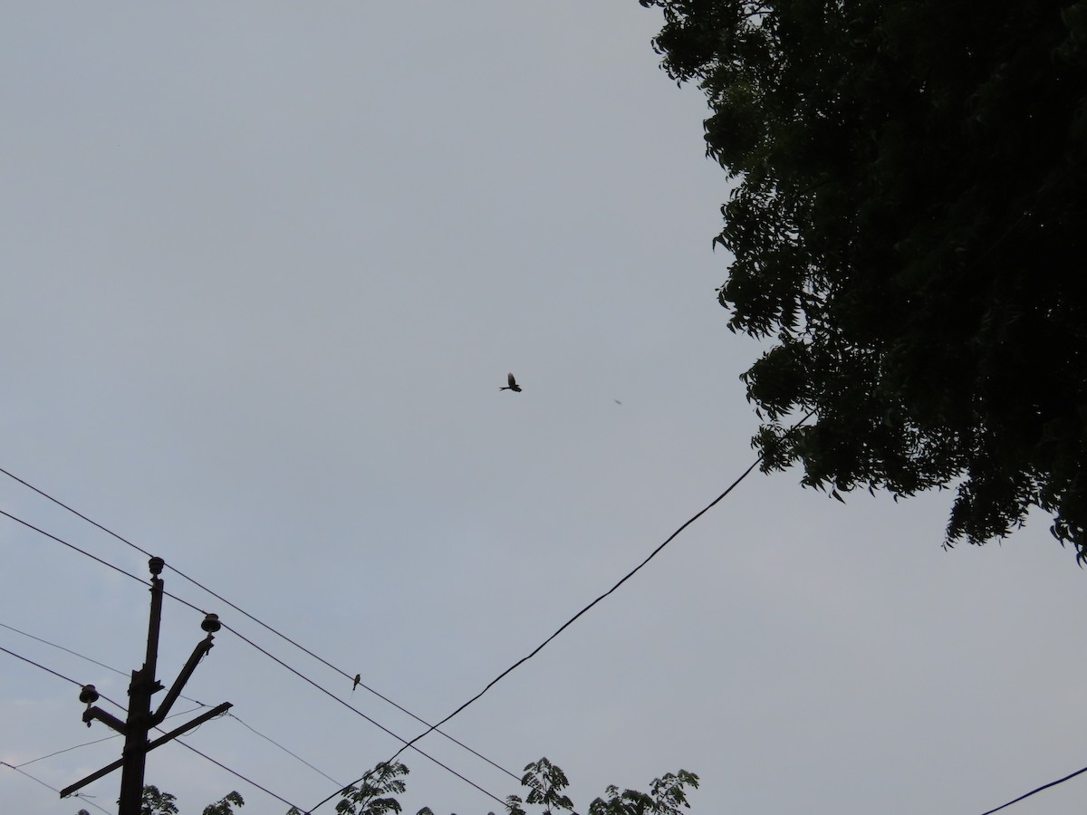 Black Drongo - ML644584328