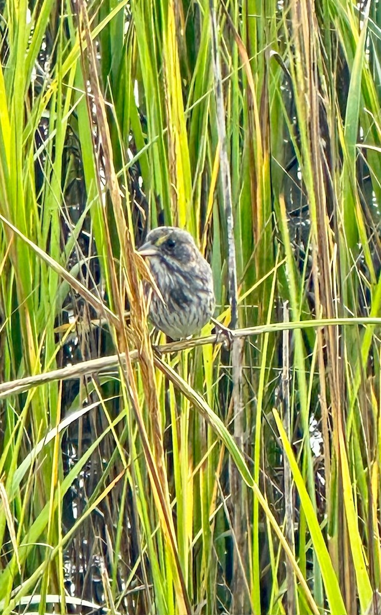 Seaside Sparrow - ML644584333