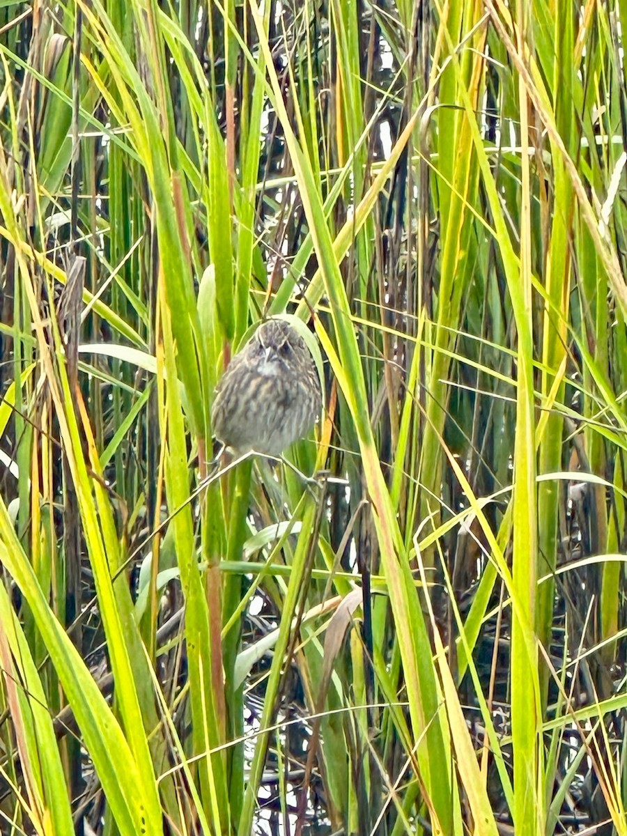 Seaside Sparrow - ML644584334