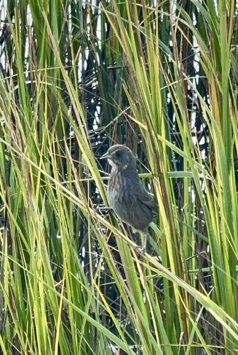 Seaside Sparrow - ML644584335