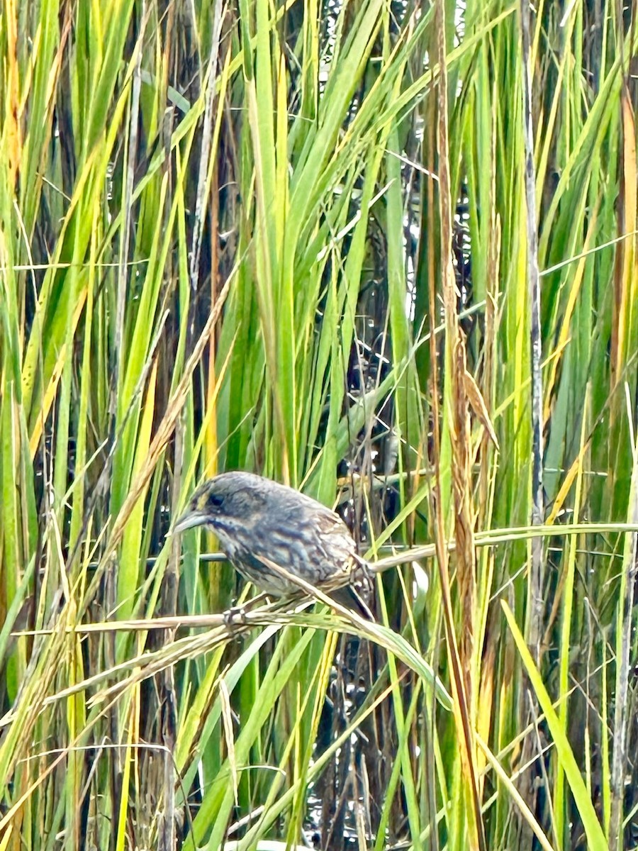 Seaside Sparrow - ML644584336
