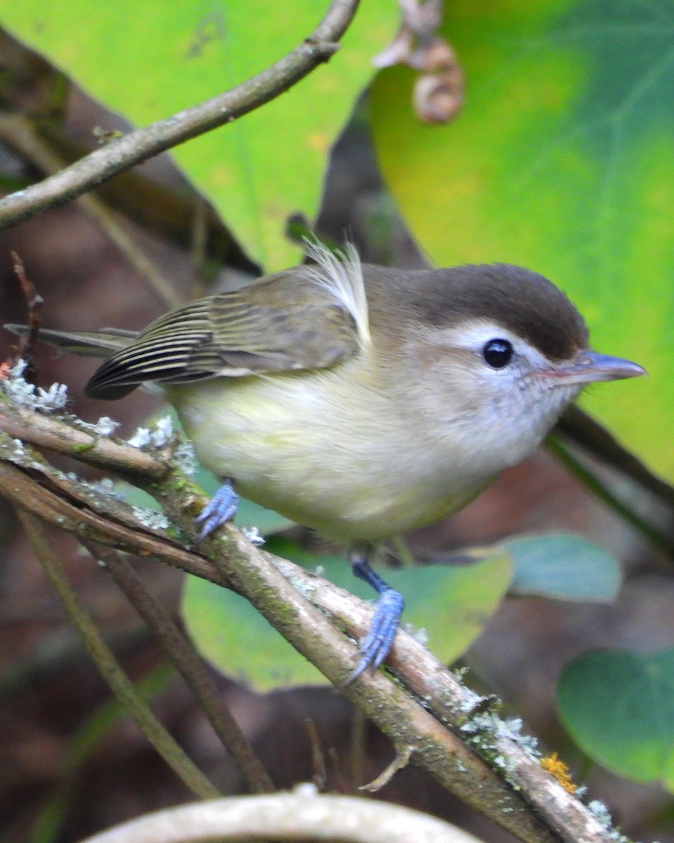Brown-capped Vireo - ML644584337