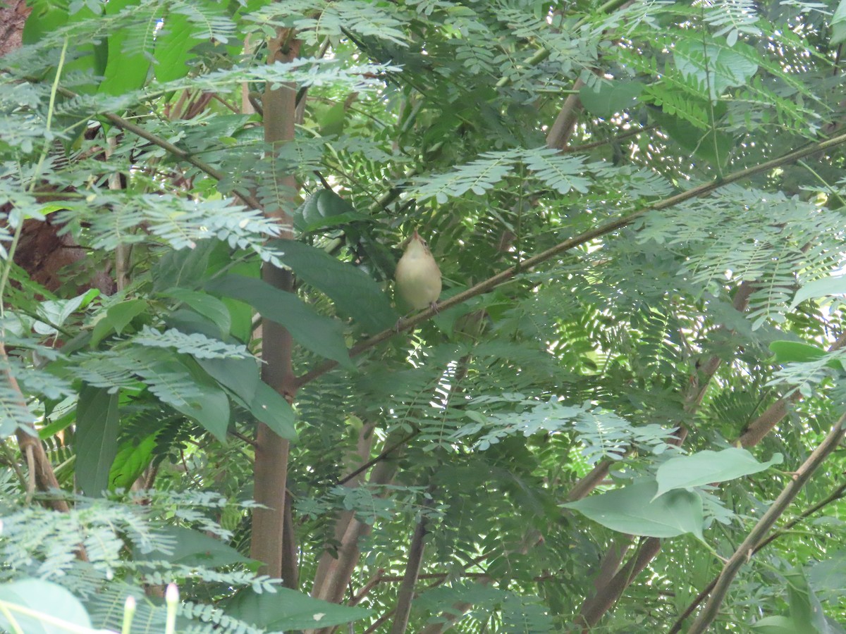 østsanger - ML644584339