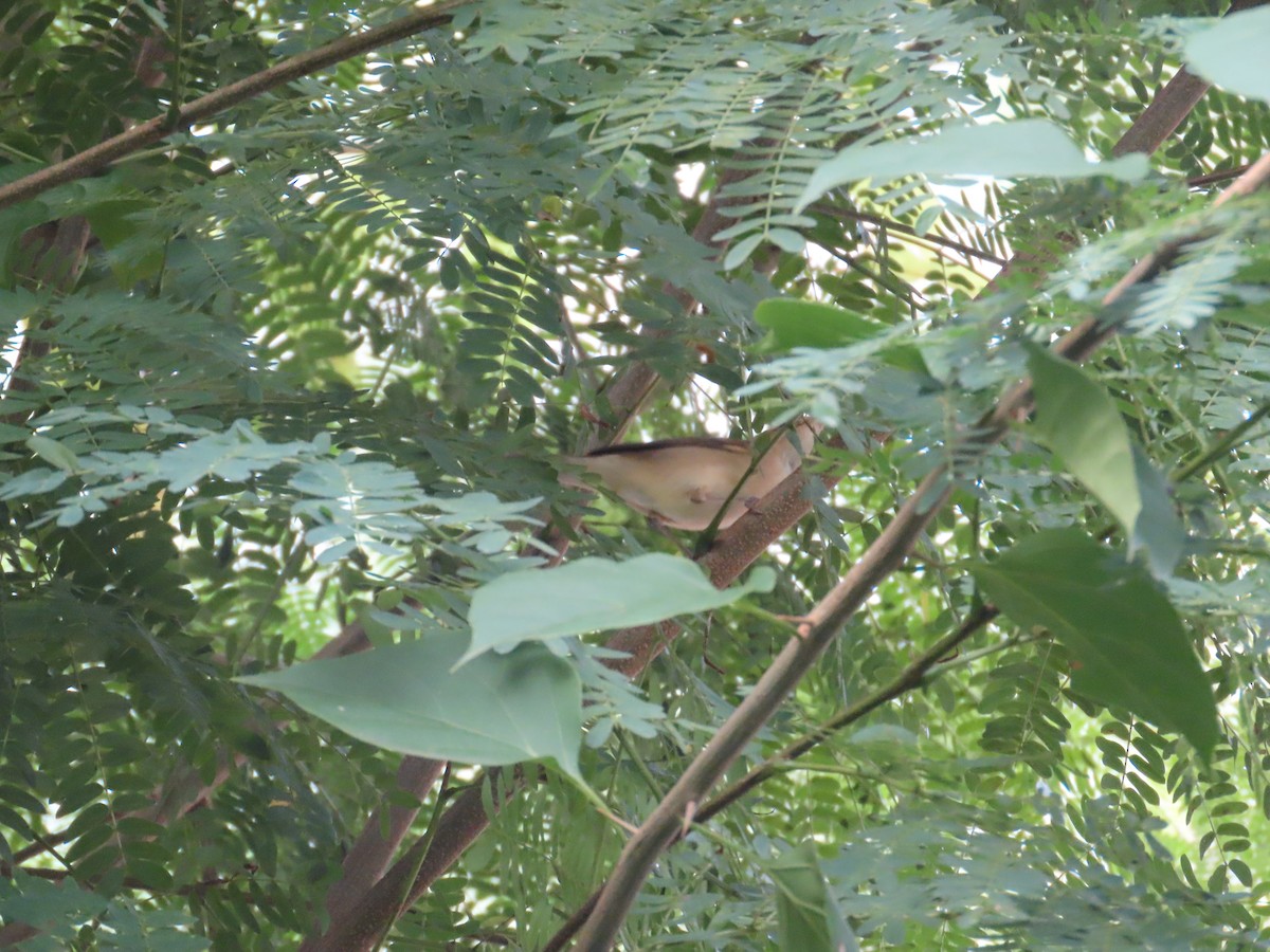 østsanger - ML644584340