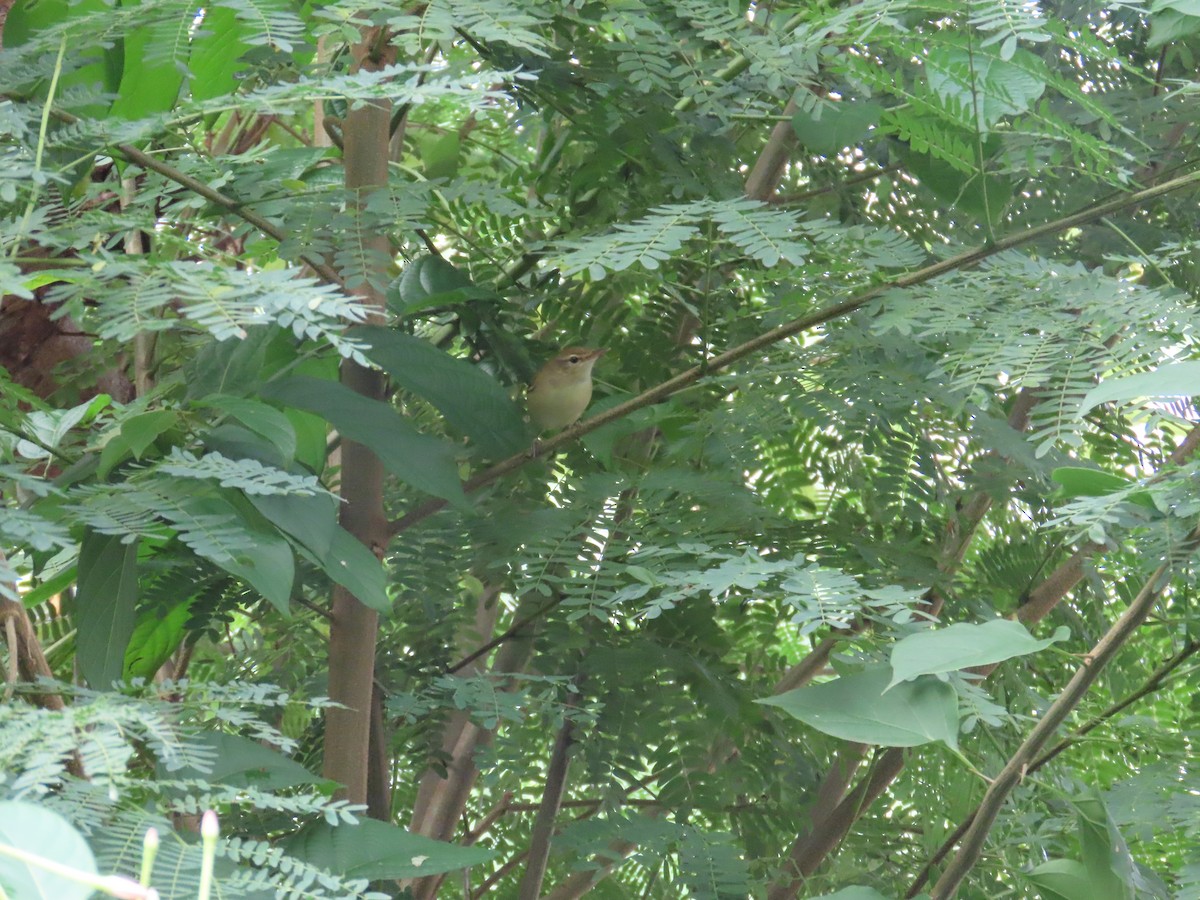 østsanger - ML644584341