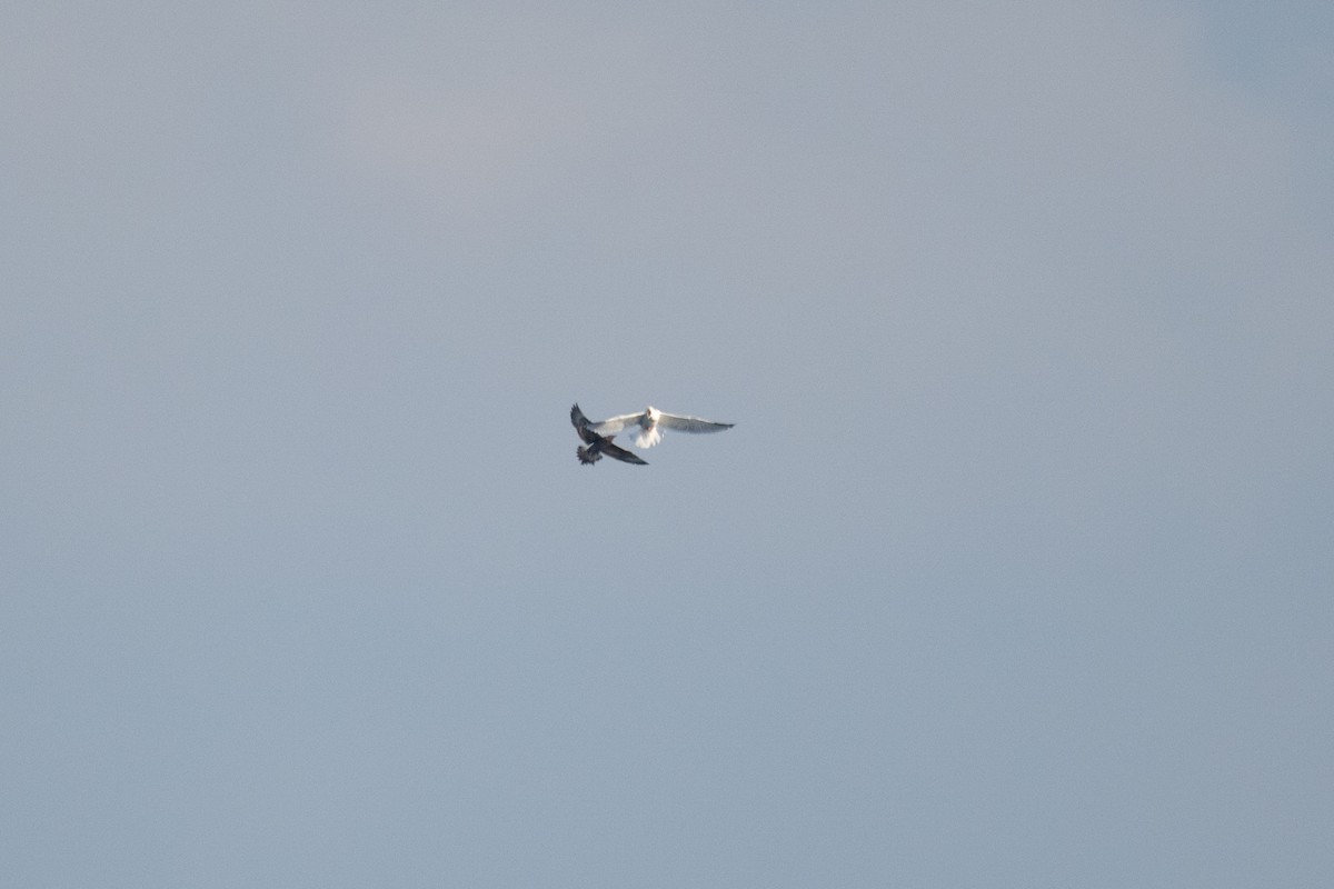 Marikaka isatslaburra - ML644584344