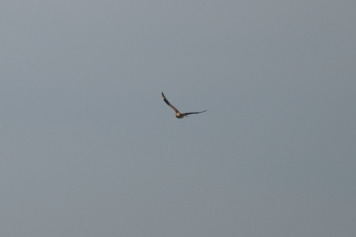 Marikaka isatslaburra - ML644584345