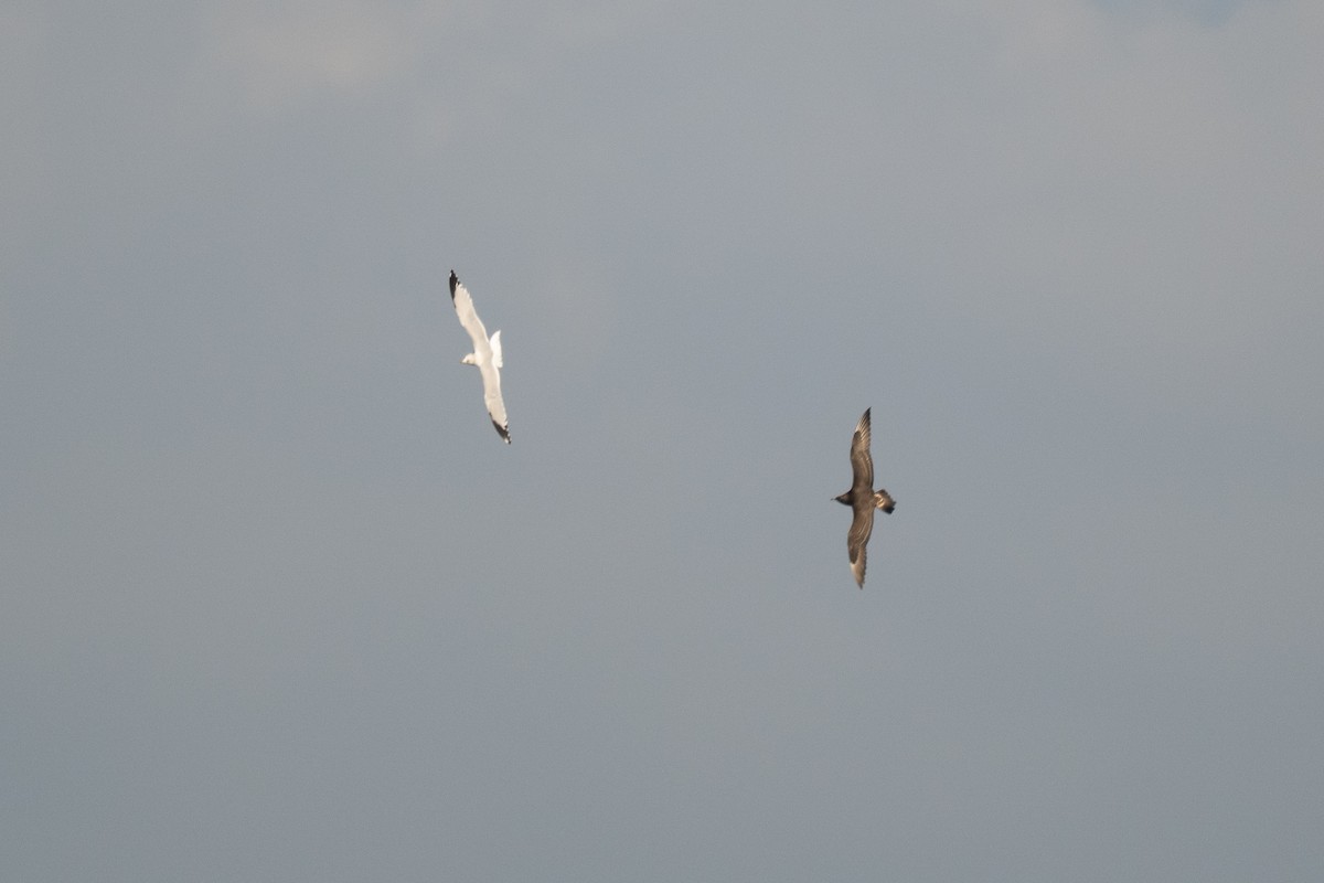 Marikaka isatslaburra - ML644584346