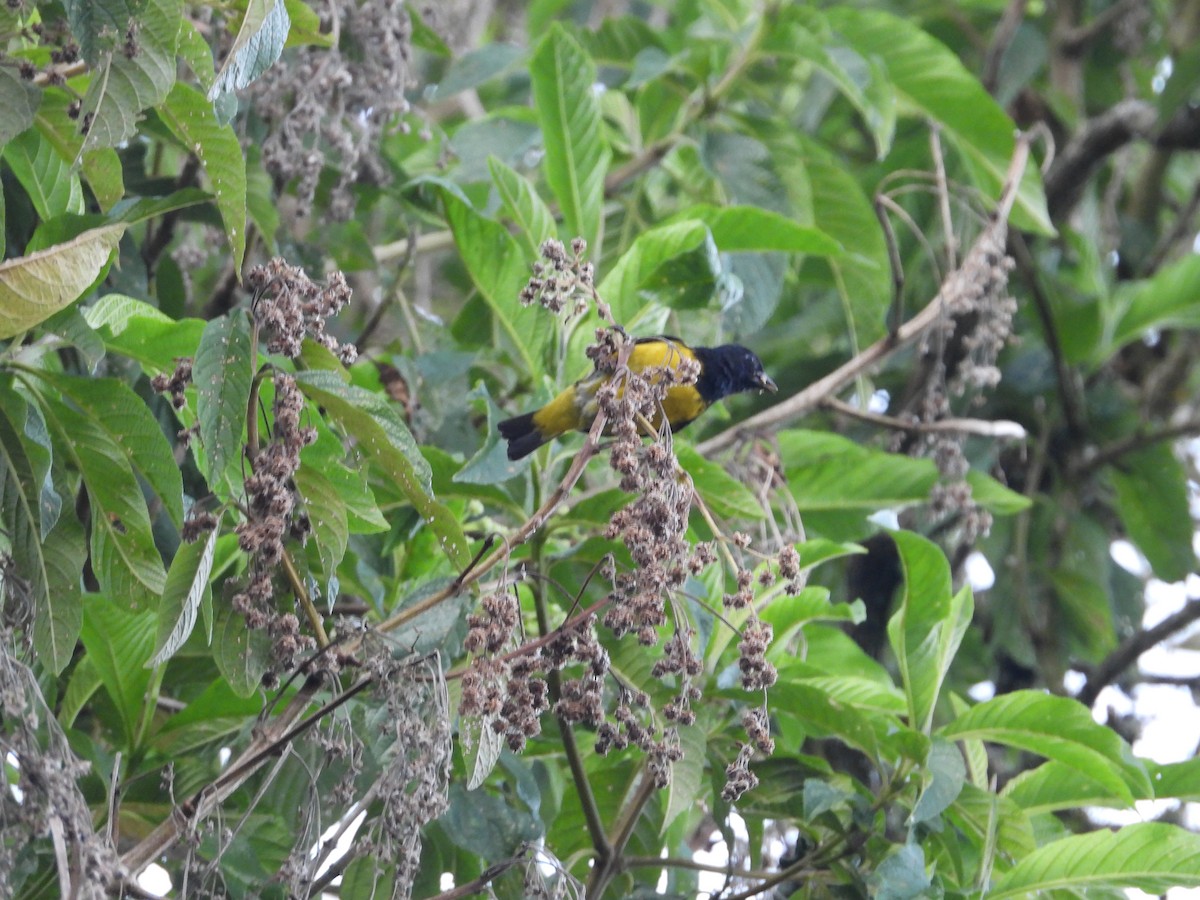 Yellow-bellied Siskin - ML644584347