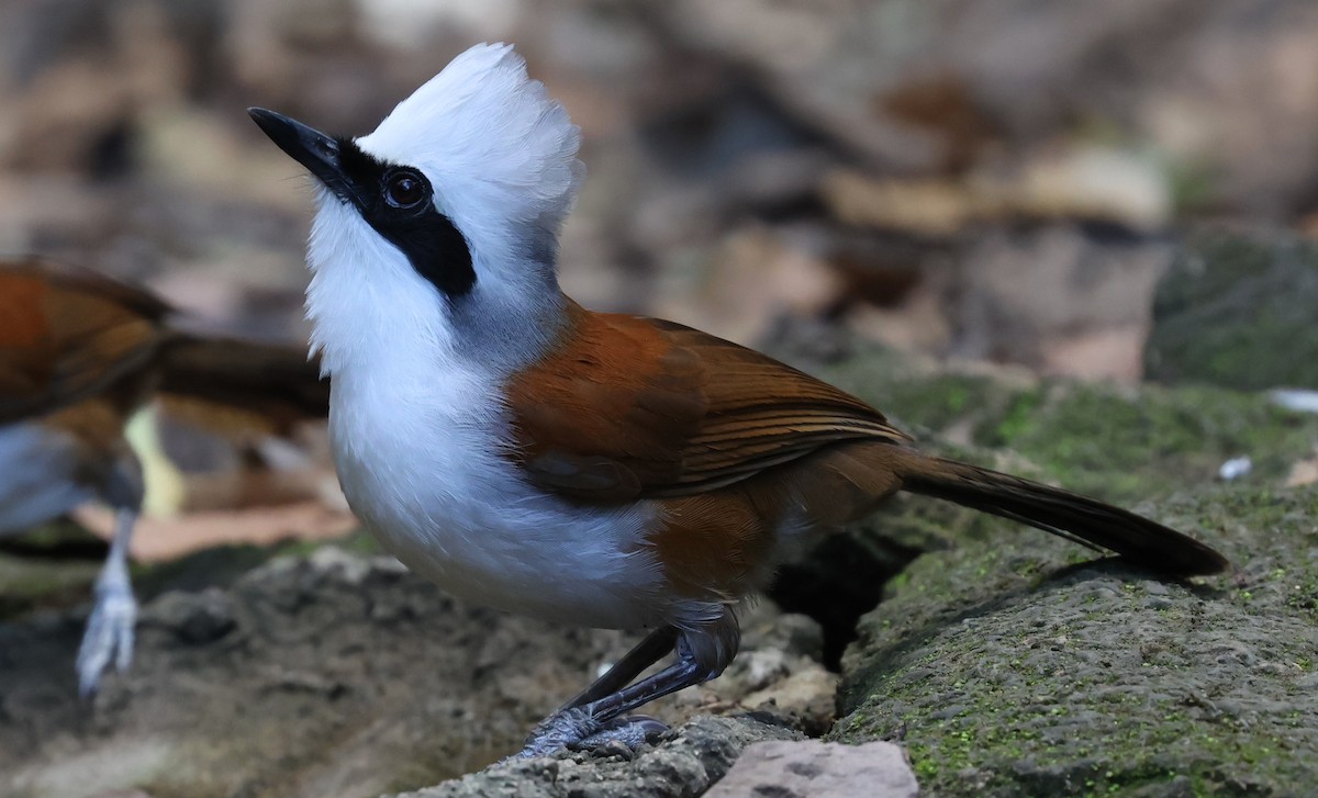 ハクオウチョウ - ML644584351