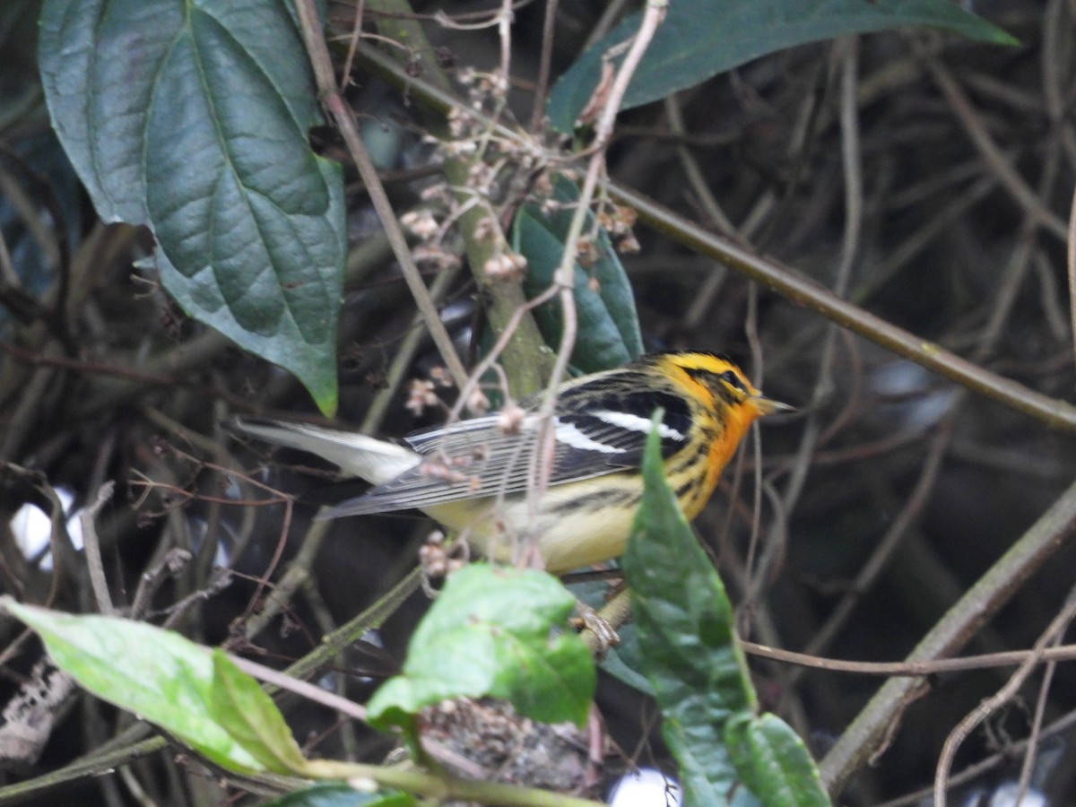 Blackburnian Warbler - ML644584359