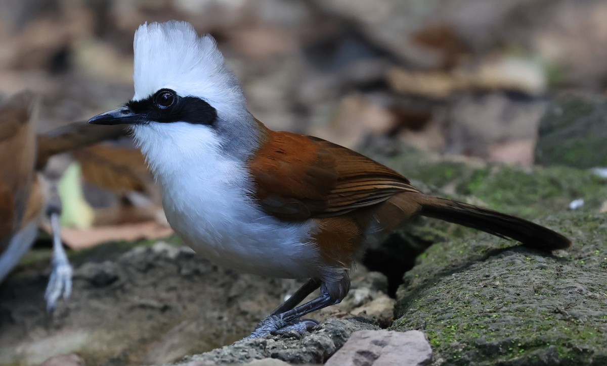 ハクオウチョウ - ML644584361