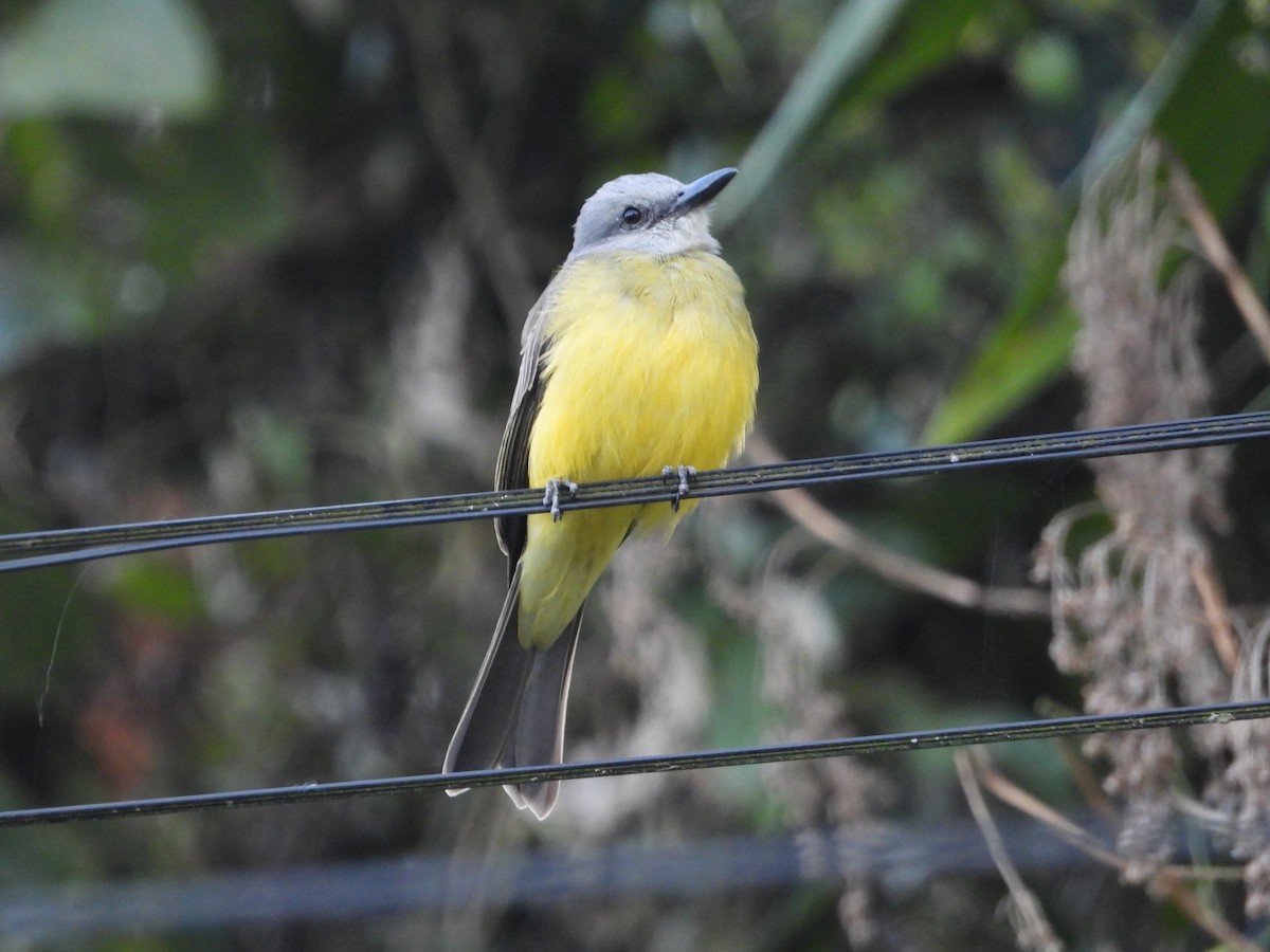 Tropical Kingbird - ML644584372